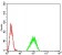 PAX6 Primary Antibody MP30845 [M1F6G2]