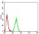 AOF1 Primary Antibody MP30847 [M5E10C1]