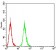 ATG16L1 Primary Antibody MP30849 [M5H9A11]