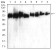 ATG16L1 Primary Antibody MP30849 [M5H9A11]