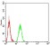 SIRT4 Primary Antibody MP30850 [M6G6D2]
