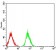 LRP1 Primary Antibody MP30851 [M3F12E2]