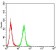PDGFRB Primary Antibody MP30853 [M2G7B7]