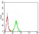 NOS1 Primary Antibody MP30862 [M2E11G6]
