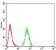 PMS2 Primary Antibody MP30863 [M1E9D11]