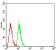 SIRT7 Primary Antibody MP30865 [M1E2B2]