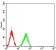 MMP14 Primary Antibody MP30869 [M6A11D1]