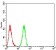 Rab3a Primary Antibody MP30870 [M6D1A12]