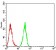 HDAC4 Primary Antibody MP30872 [M7E2E6]