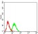 BMP7 Primary Antibody MP30875 [M6E5D12]