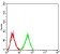 LRP1 Primary Antibody [M1F6C6]