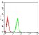 LGR5 Primary Antibody MP30878 [M2B5B9]