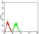 CBX2 Primary Antibody MP30881 [M4C11B10]
