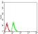 HIST2H4A(20Me) Primary Antibody MP30885 [M3E7H2]