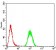 SK2 Primary Antibody MP30888 [M9C5E1]