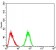 CK5 Primary Antibody MP30891 [M2C8E4]