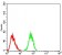 CK5 Primary Antibody MP30892 [M3D6D4]