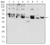 CK5 Primary Antibody MP30892 [M3D6D4]