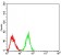 SIRT4 Primary Antibody MP30894 [M6A12D7]