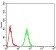 RAD52 Primary Antibody MP30897 [M5E11E7]