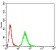 DDX20 Primary Antibody MP30899 [M1C9F6]