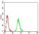 HIST2H3C(27Ac) Primary Antibody MP30900 [M2D7B3]