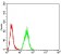 WNT3A Primary Antibody MP30902 [M1E6G4]