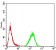 MECP2 Primary Antibody MP30905 [M8H4A5B9]