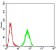 RAD23A Primary Antibody MP30906 [M3E3F4]