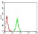 PRDM5 Primary Antibody MP30908 [M7D4C12]