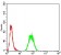 PRDM5 Primary Antibody MP30909 [M7D4E11]