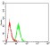 BMP4 Primary Antibody MP30913 [M3C11C7]