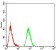 FOXP3 Primary Antibody MP30915 [M4F12F1]