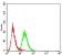 FBXL10 Primary Antibody MP30917 [M6F6G11]