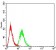 HOXA9 Primary Antibody MP30919 [M5C7C6]