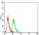 SIRT3 Primary Antibody MP30921 [M6B2A1]