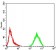FOXM1 Primary Antibody MP30922 [M6F11A8]