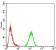 CBX5 Primary Antibody MP30924 [M3A11F8]