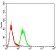 Rab5a Primary Antibody MP30928 [M3H5C11]