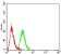 Rab5a Primary Antibody MP30929 [M2E8B11]