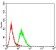LEF1 Primary Antibody MP30933 [M3G5F9]
