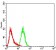 FOXP2 Primary Antibody MP30940 [M2G11B8]
