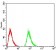 TSHB Primary Antibody MP30942 [M1D12G1]