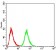 DDX3X Primary Antibody MP30949 [M3B9E3]