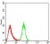 DDX3X Primary Antibody MP30949 [M3B9E3]
