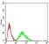 DDX3X Primary Antibody MP30950 [M3B9G8]
