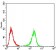 ULK2 Primary Antibody MP30951 [M2H4B2]
