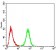 ULK2 Primary Antibody MP30952 [M2H4B8]
