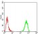 TH Primary Antibody MP30957 [M1B8D2]