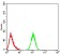 YWHAB Primary Antibody MP30960 [M3D2E10]